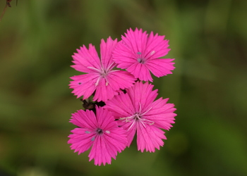 Karthäuser-Nelke (Dianthus carthusianorum) - © Regina Gosch